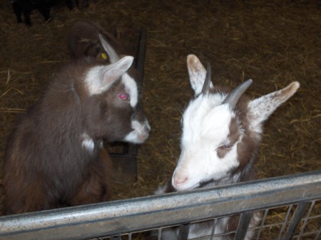 A cute pair of pygmy goatlings